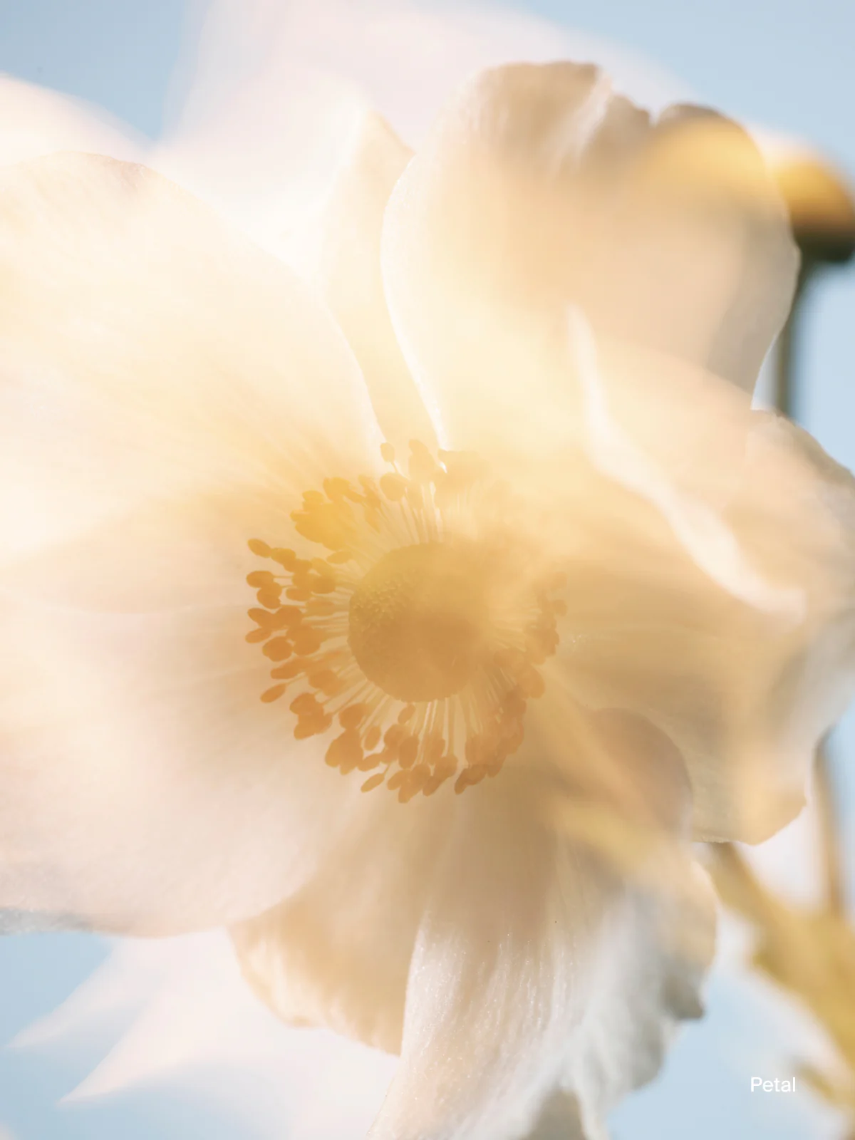Antiperspirant Cartridge Petal - Image 2